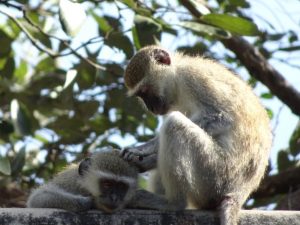Vervet Monkeys Grooming
