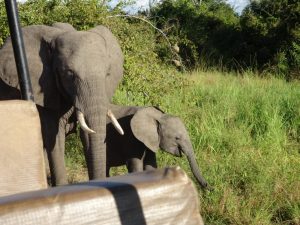 South Luangwa Elephant Game Drive