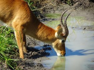 Puku South Luangwa