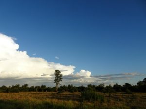 South Luangwa Landscape