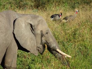 Elephant & Crowned Cranes