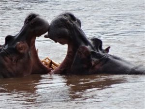Hippo Luangwa River