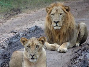 South Luangwa Lions