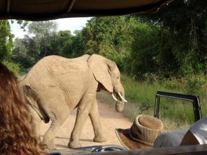 South Luangwa Game Drive Elephant