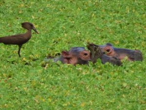 South Luangwa Hippo Oxbow Lagoon