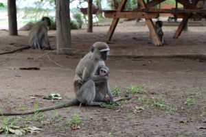 Croc Valley Wildlife