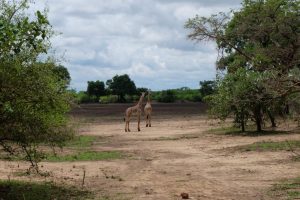 Giraffes Croc Valley Camp