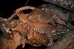 Leopard Night Game Drive