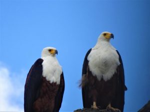 Eagles