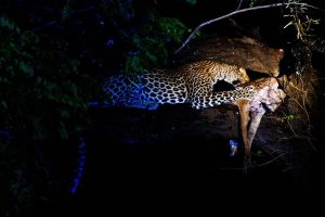 Leopard Kill Night Game Drive