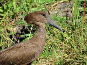 Hamerkop