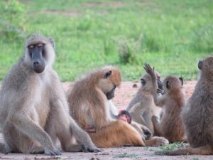 Baboon Family