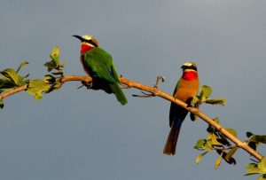 Bee-Eaters