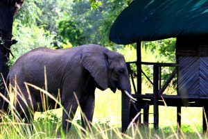 Croc Valley Wildlife Elephants