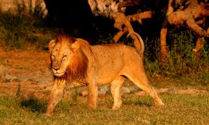 Male Lion Game Drive