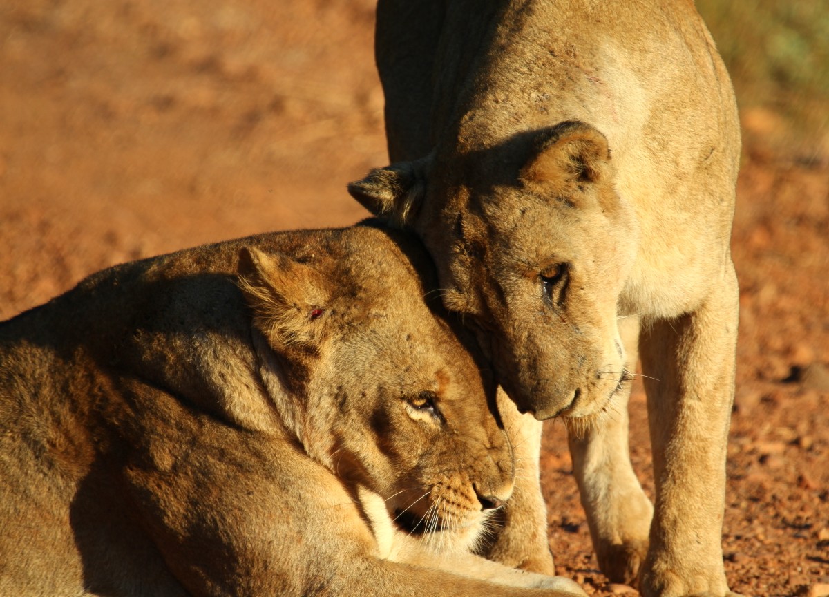 Lion Couple Game Drive