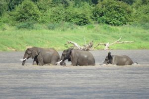 Elephants in River