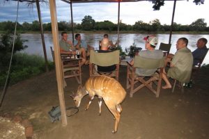 Bush Buck at Bar