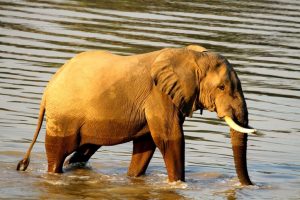 Elephant Luangwa River