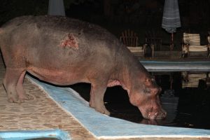 Hippo Swimming Pool