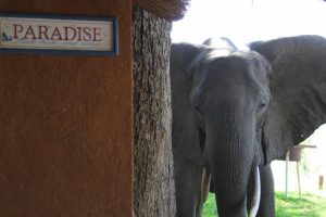 Elephant Croc Valley Camp