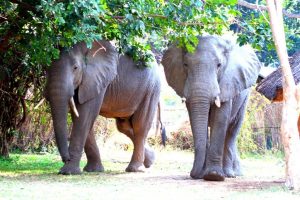 Wildlife in Camp