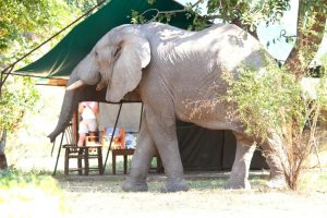 Croc Valley Wildlife Elephants