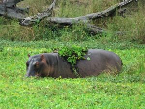 South Luangwa Hippo