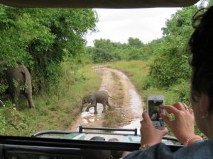 South Luangwa Baby Elephant