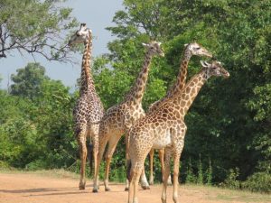 South Luangwa Giraffes