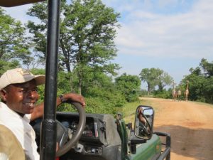 South Luangwa Game Drives Giraffes