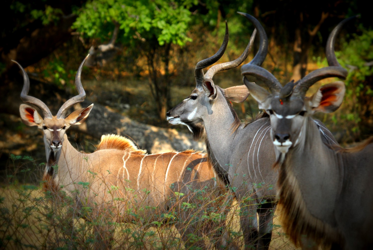 Kudus Game Drive