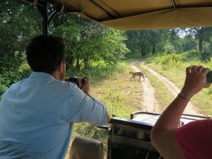 South Luangwa Game Drive Leopard