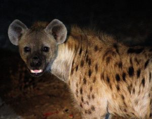 Hyena Night Game Drive