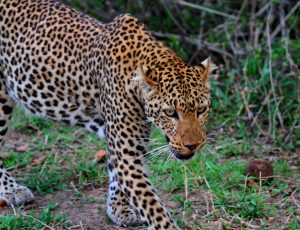 Leopard Game Drive South Luangwa