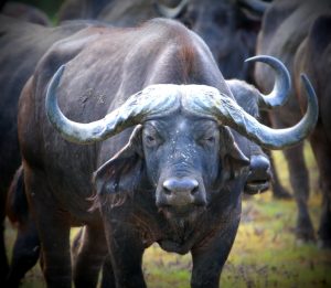 Buffalo Game Drive