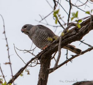 Lizard Buzzard