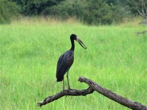 Open-Billed Stork