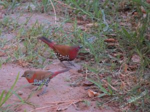 Twinspots red throated_male and female