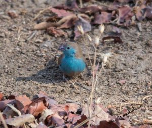 Waxbill blue