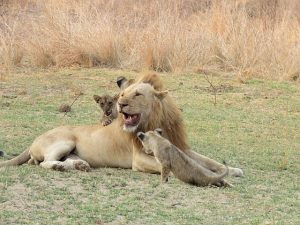Ginger the lion with cubs