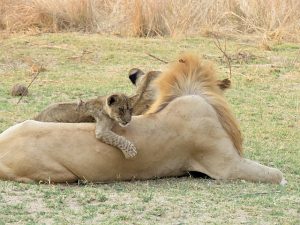 Ginger the lion with cubs