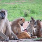 Baboon Family