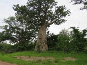 Baobab Tree South Luangwa