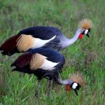 Birds South Luangwa