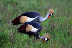 Birds South Luangwa