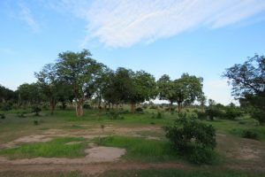 Vegetation South Luangwa