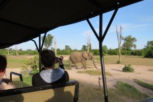 Elephants on Safari