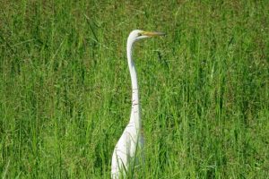 Great White Egret