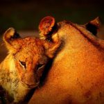 South Luangwa Lions